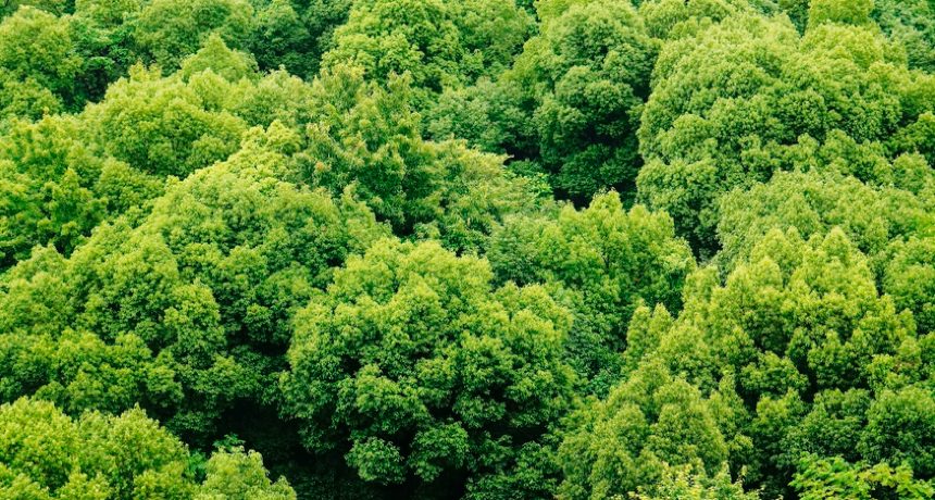 Here are a just a few myths that surround the paper industry